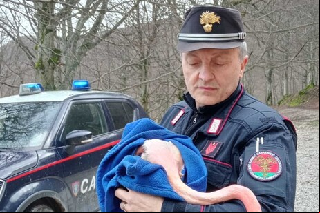 Flamingo resgatado por policial florestal na Itália